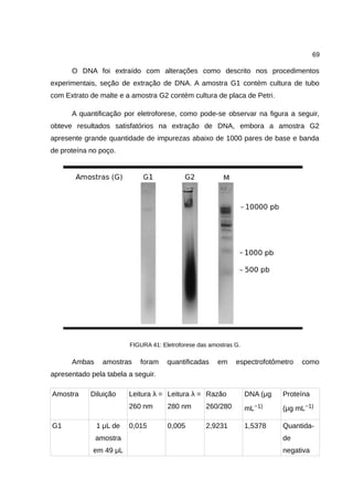 69
O DNA foi extraído com alterações como descrito nos procedimentos
experimentais, seção de extração de DNA. A amostra G1 contém cultura de tubo
com Extrato de malte e a amostra G2 contém cultura de placa de Petri.
A quantificação por eletroforese, como pode-se observar na figura a seguir,
obteve resultados satisfatórios na extração de DNA, embora a amostra G2
apresente grande quantidade de impurezas abaixo de 1000 pares de base e banda
de proteína no poço.
FIGURA 41: Eletroforese das amostras G.
Ambas amostras foram quantificadas em espectrofotômetro como
apresentado pela tabela a seguir.
Amostra Diluição Leitura λ =
260 nm
Leitura λ =
280 nm
Razão
260/280
DNA (μg
mL−1)
Proteína
(μg mL−1)
G1 1 μL de
amostra
em 49 μL
0,015 0,005 2,9231 1,5378 Quantida-
de
negativa
 