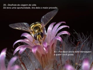 39.- Desfruta da viagem da vida.  Só tens uma oportunidade, tira dela o maior proveito. 40.- Por favor envía esta mensagem a quem você gosta. 