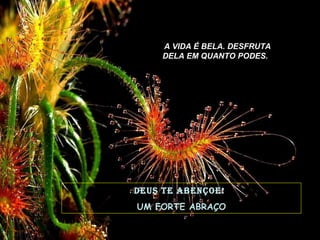 DEUS TE ABENÇOE!   UM FORTE ABRAÇO A VIDA É BELA. DESFRUTA DELA EM QUANTO PODES.   