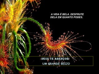 DEUS TE ABENÇOE!   UM GRANDE BEIJO A VIDA É BELA. DESFRUTE DELA EM QUANTO PODES.   