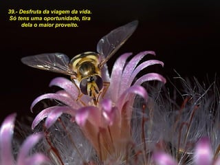 39.- Desfruta da viagem da vida.  Só tens uma oportunidade, tira dela o maior proveito. 