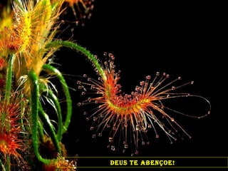 DEUS TE ABENÇOE! 
