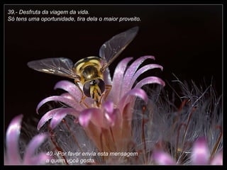 39.- Desfruta da viagem da vida.  Só tens uma oportunidade, tira dela o maior proveito. 40.- Por favor envía esta mensagem a quem você gosta. 