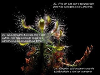 22.- Fica em paz com o teu passado para não estragares o teu presente. 23.- Não compares tua vida com a dos outros. Não fazes idéia de como foi o caminho que eles tiveram que trilhar. 24.- Ninguém está a tomar conta da tua felicidade a não ser tu mesmo. 