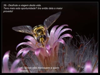 39.- Desfrute a viagem desta vida.  Tens mais esta oportunidade? tira então dela o maior proveito! 40.- Envia esta mensagem a quem gostas. 