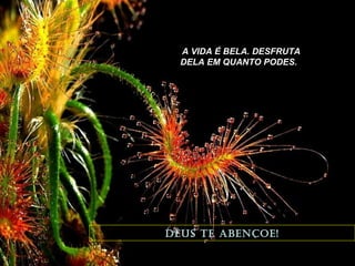 A VIDA É BELA. DESFRUTA
DELA EM QUANTO PODES.

DEUS TE ABENÇOE!

 