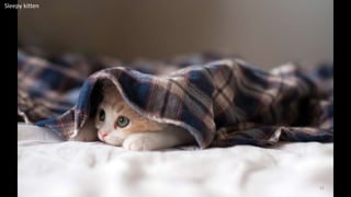Sleepy kitten
22
 