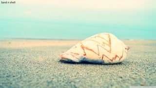 Sand n shell
23
 