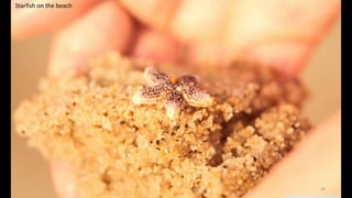 Starfish on the beach
29
 