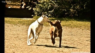 Dogs playing
4
 