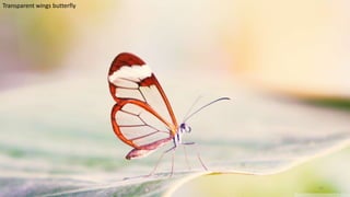 Transparent wings butterfly
41
 