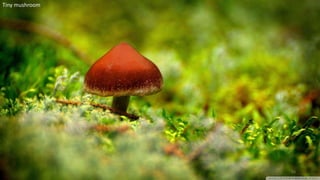 Tiny mushroom
43
 