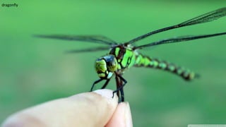 dragonfly
7
 