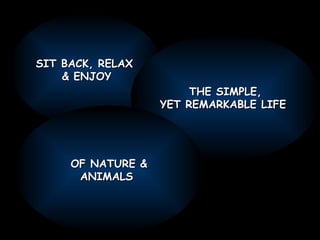 SIT BACK, RELAX  & ENJOY THE SIMPLE, YET REMARKABLE LIFE  OF NATURE & ANIMALS  