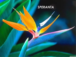 SPERANTA 