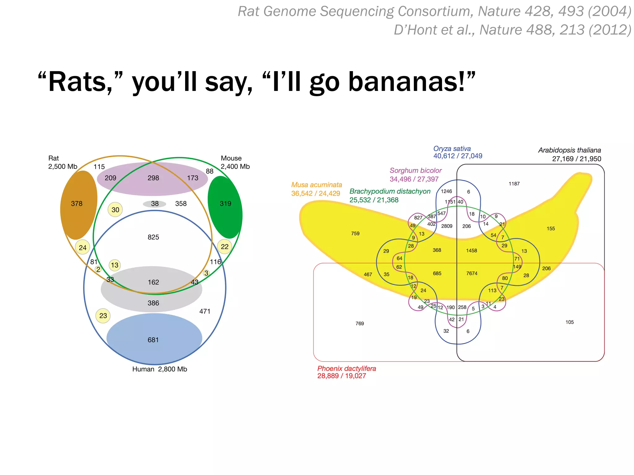 Rat Genome Sequencing Consortium, Nature 428, 493 (2004)
“Rats,” you’ll say, “I’ll go bananas!”
D’Hont et al., Nature 488, 213 (2012)
 