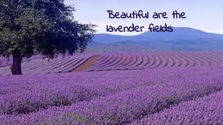 Beautiful are the
lavender fields
 