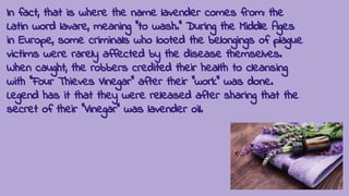 In fact, that is where the name lavender comes from: the
Latin word lavare, meaning "to wash." During the Middle Ages
in Europe, some criminals who looted the belongings of plague
victims were rarely affected by the disease themselves.
When caught, the robbers credited their health to cleansing
with "Four Thieves Vinegar" after their "work" was done.
Legend has it that they were released after sharing that the
secret of their "Vinegar" was lavender oil.
 