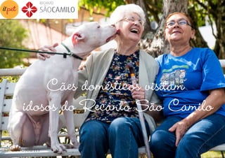 Cães domésticos visitam
idosos do Recanto São Camilo
 