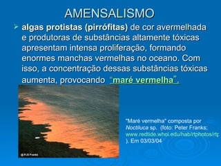 AMENSALISMO algas protistas   (pirrófitas)  de cor avermelhada e produtoras de substâncias altamente tóxicas apresentam intensa proliferação, formando enormes manchas vermelhas no oceano. Com isso, a concentração dessas substâncias tóxicas aumenta, provocando  “ maré vermelha ”.   "Maré vermelha" composta por  Noctiluca  sp.  (foto: Peter Franks;  www.redtide.whoi.edu/hab/rtphotos/rtphotos.html ). Em 03/03/04 