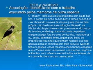 ESCLAVAGISMO Associação –beneficia-se com o trabalho executado pelos membros da outra espécie O  chupim - bota ovos muito parecidos com os do tico-tico, e dentro do ninho do tico-tico; a fêmea do tico-tico - vai chocando os ovos de chupim junto com os dela própria; não bastasse essa situação "desleal", os filhotes de chupim nascem em prazo menor do que os de tico-tico, e vão logo tomando conta do pedaço: chegam a jogar fora os ovos de tico-tico, matando-os - ou, então, bem mais fortes, jogam para baixo os próprios tico-tiquinhos que tenham nascido; e a mãe adotiva ainda os alimenta com todo desvelo. Quando ficarem adultos, esses mesmos chupinzinhos chegarão a uns 23cm e serão imponentes - os machos, negros e brilhantes, com reflexos avermelhados; as fêmeas, de um castanho bem escuro, quase preto. fonte: Revista Meu Sítio - Guia Rural - Editora Abril 