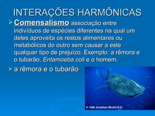 INTERAÇÕES HARMÔNICAS Comensalismo   associação entre indivíduos de espécies diferentes na qual um deles aproveita os restos alimentares ou metabólicos do outro sem causar a este qualquer tipo de prejuízo. Exemplo: a rêmora e o tubarão,  Entamoeba coli  e o homem. a rêmora e o tubarão 
