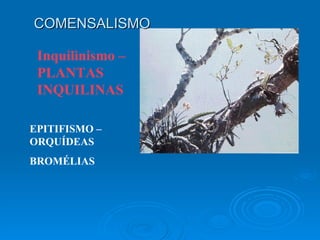 Inquilinismo –PLANTAS INQUILINAS EPITIFISMO – ORQUÍDEAS BROMÉLIAS COMENSALISMO 