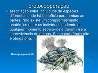 protocooperação associação entre indivíduos de espécies diferentes onde há benefício para ambas as partes. Não existe um comprometimento anatômico entre os indivíduos podendo a qualquer momento separá-los e garantir-se à sobrevivência de ambos. Sua coexistência não é obrigatória.  Caranguejo-eremita 