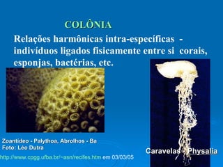 COLÔNIA Relações harmônicas intra-específicas  - indivíduos ligados fisicamente entre si  corais, esponjas, bactérias, etc. Caravelas -  Physalia Zoantídeo - Palythoa, Abrolhos - Ba Foto: Léo Dutra http://www.cpgg.ufba.br/~asn/recifes.htm  em 03/03/05 