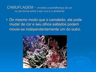 CAMUFLAGEM -  envolve a semelhança de cor ou de forma entre o ser vivo e o ambiente Do mesmo modo que o camaleão, ele pode mudar de cor e seu olhos saltados podem mover-se independentemente um do outro.   