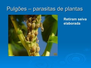 Pulgões – parasitas de plantas  Retiram seiva elaborada 