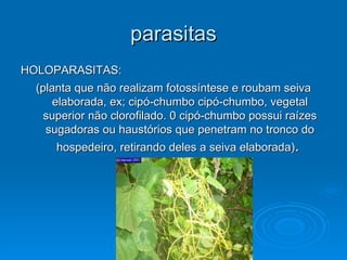parasitas HOLOPARASITAS:  (planta que não realizam fotossíntese e roubam seiva elaborada, ex; cipó-chumbo cipó-chumbo, vegetal superior não clorofilado. 0 cipó-chumbo possui raízes sugadoras ou haustórios que penetram no tronco do hospedeiro, retirando deles a seiva elaborada) .  