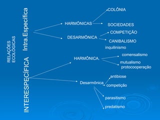 HARMÔNICAS  COLÔNIA SOCIEDADES DESARMÔNICA  COMPETIÇÃO CANIBALISMO HARMÔNICA. inquilinismo comensalismo mutualismo protocooperação Desarmônica  antibiose competição parasitismo predatismo RELAÇÕES  ECOLÓGICAS Intra.Específica INTERESPECÍFICA 