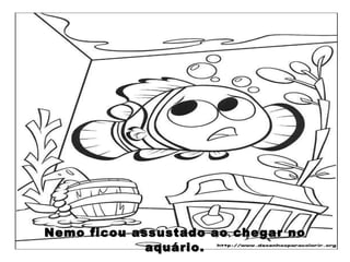 Nemo ficou assustado ao chegar no aquário. 