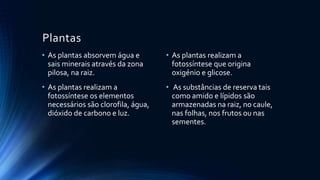 Plantas
• As plantas absorvem água e
sais minerais através da zona
pilosa, na raiz.
• As plantas realizam a
fotossíntese os elementos
necessários são clorofila, água,
dióxido de carbono e luz.
• As plantas realizam a
fotossíntese que origina
oxigénio e glicose.
• As substâncias de reserva tais
como amido e lípidos são
armazenadas na raiz, no caule,
nas folhas, nos frutos ou nas
sementes.
 