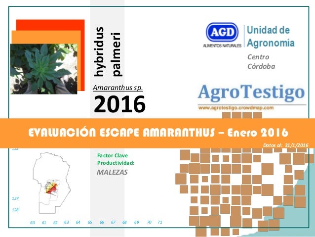 61 62 63 64 65 66 67 68 69 70 7160
128
127
122
MALEZAS
Factor Clave
Productividad:
Centro
Córdoba
hybridus
palmeri
Amarant...