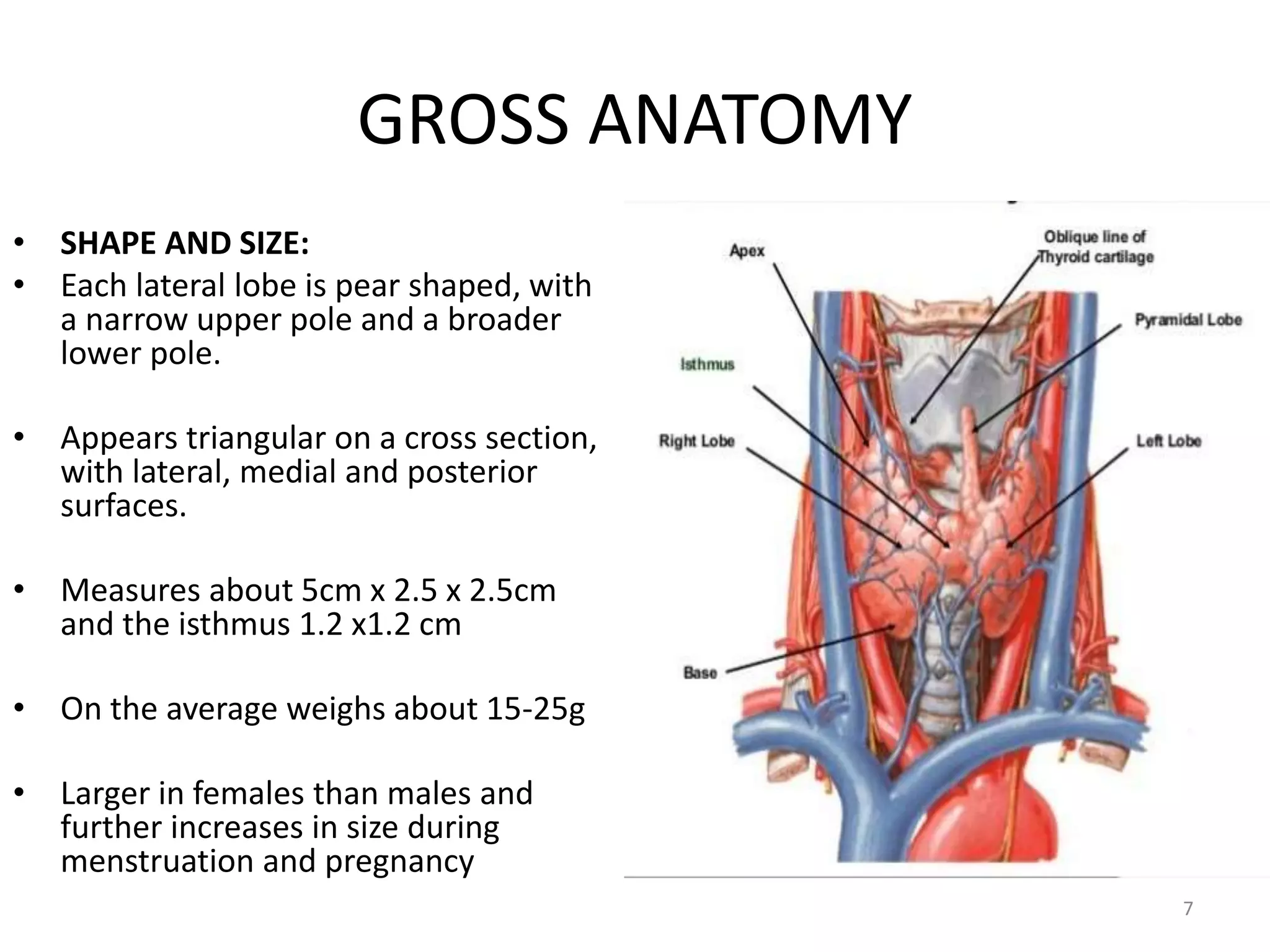 Relevant anatomy of the thyroid gland | PPTX