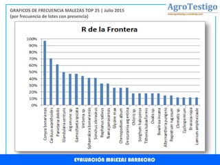 EVALUACIÓN MALEZAS BARBECHO
GRAFICOS DE FRECUENCIA MALEZAS TOP 25 | Julio 2015
(por frecuencia de lotes con presencia)
 