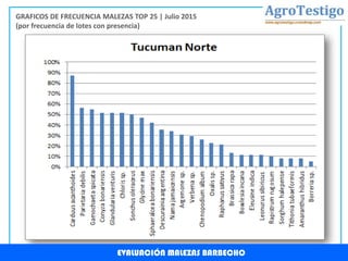 EVALUACIÓN MALEZAS BARBECHO
GRAFICOS DE FRECUENCIA MALEZAS TOP 25 | Julio 2015
(por frecuencia de lotes con presencia)
 