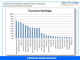 EVALUACIÓN MALEZAS BARBECHO
GRAFICOS DE FRECUENCIA MALEZAS TOP 25 | Julio 2015
(por frecuencia de lotes con presencia)
 