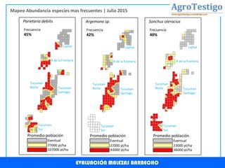 EVALUACIÓN MALEZAS BARBECHO
Mapeo Abundancia especies mas frecuentes | Julio 2015
Frecuencia
45%
107000 pl/ha
77000 pl/ha
Eventual
Promedio población
Parietaria debilis
Frecuencia
42%
43000 pl/ha
27000 pl/ha
Eventual
Promedio población
Argemone sp.
Frecuencia
40%
36000 pl/ha
23000 pl/ha
Eventual
Promedio población
Sonchus oleracius
Lajitas
R de la Frontera
Tucuman
Santiago
Tucuman
Norte
Tucuman
Sur
Lajitas
R de la Frontera
Tucuman
Santiago
Tucuman
Norte
Tucuman
Sur
Lajitas
R de la Frontera
Tucuman
Santiago
Tucuman
Norte
Tucuman
Sur
 