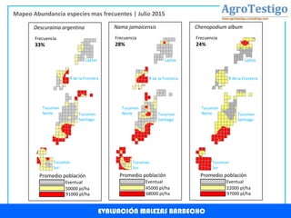 EVALUACIÓN MALEZAS BARBECHO
Mapeo Abundancia especies mas frecuentes | Julio 2015
Frecuencia
33%
91000 pl/ha
50000 pl/ha
Eventual
Promedio población
Descurainia argentina
Frecuencia
28%
68000 pl/ha
45000 pl/ha
Eventual
Promedio población
Nama jamaicensis
Frecuencia
24%
97000 pl/ha
22000 pl/ha
Eventual
Promedio población
Chenopodium album
Lajitas
R de la Frontera
Tucuman
Santiago
Tucuman
Norte
Tucuman
Sur
Lajitas
R de la Frontera
Tucuman
Santiago
Tucuman
Norte
Tucuman
Sur
Lajitas
R de la Frontera
Tucuman
Santiago
Tucuman
Norte
Tucuman
Sur
 