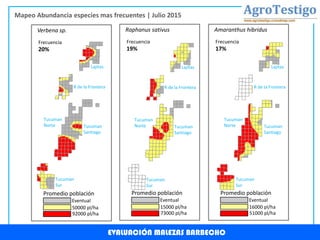 EVALUACIÓN MALEZAS BARBECHO
Mapeo Abundancia especies mas frecuentes | Julio 2015
Frecuencia
20%
92000 pl/ha
50000 pl/ha
Eventual
Promedio población
Verbena sp.
Frecuencia
19%
73000 pl/ha
15000 pl/ha
Eventual
Promedio población
Raphanus sativus
Frecuencia
17%
51000 pl/ha
16000 pl/ha
Eventual
Promedio población
Amaranthus hibridus
Lajitas
R de la Frontera
Tucuman
Santiago
Tucuman
Norte
Tucuman
Sur
Lajitas
R de la Frontera
Tucuman
Santiago
Tucuman
Norte
Tucuman
Sur
Lajitas
R de la Frontera
Tucuman
Santiago
Tucuman
Norte
Tucuman
Sur
 
