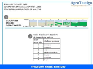 EVALUACIÓN MALEZAS BARBECHO
ESCALAS UTILIZADAS PARA:
1) GRADO DE ENMALEZAMIENTO DE LOTES
2) DESARROLLO FENOLOGICO DE MALEZAS
1
2
 