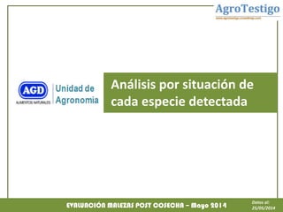 EVALUACIÓN MALEZAS POST COSECHA – Mayo 2014
Datos al:
25/05/2014
Análisis por situación de
cada especie detectada
 