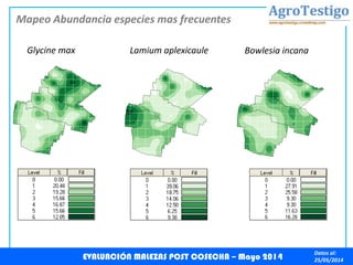 Datos al:
25/05/2014
Mapeo Abundancia especies mas frecuentes
EVALUACIÓN MALEZAS POST COSECHA – Mayo 2014
Glycine max Lamium aplexicaule Bowlesia incana
 
