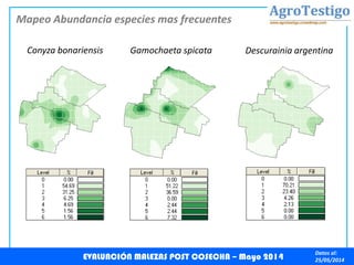 Datos al:
25/05/2014EVALUACIÓN MALEZAS POST COSECHA – Mayo 2014
Conyza bonariensis Gamochaeta spicata Descurainia argentina
Mapeo Abundancia especies mas frecuentes
 