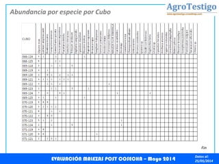 Datos al:
25/05/2014
Abundancia por especie por Cubo
EVALUACIÓN MALEZAS POST COSECHA – Mayo 2014
Fin
 