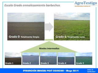 Escala Grado enmalezamiento barbechos
EVALUACIÓN MALEZAS POST COSECHA – Mayo 2014
Datos al:
25/05/2014
Grado 0: Totalmente limpio Grado 6: Totalmente sucio
Niveles intermedios
Grado 1 Grado 2 Grado 3 Grado 4 Grado 5
 