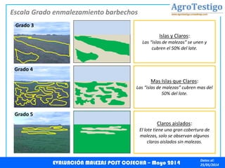 Datos al:
25/05/2014
Grado 4
Grado 5
Grado 3
Islas y Claros:
Las “islas de malezas” se unen y
cubren el 50% del lote.
Mas Islas que Claros:
Las “islas de malezas” cubren mas del
50% del lote.
Claros aislados:
El lote tiene una gran cobertura de
malezas, solo se observan algunos
claros aislados sin malezas.
EVALUACIÓN MALEZAS POST COSECHA – Mayo 2014
Escala Grado enmalezamiento barbechos
 